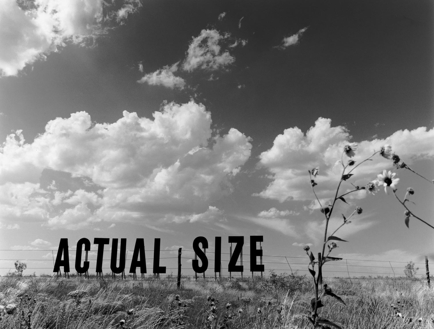 WIF_actualsize